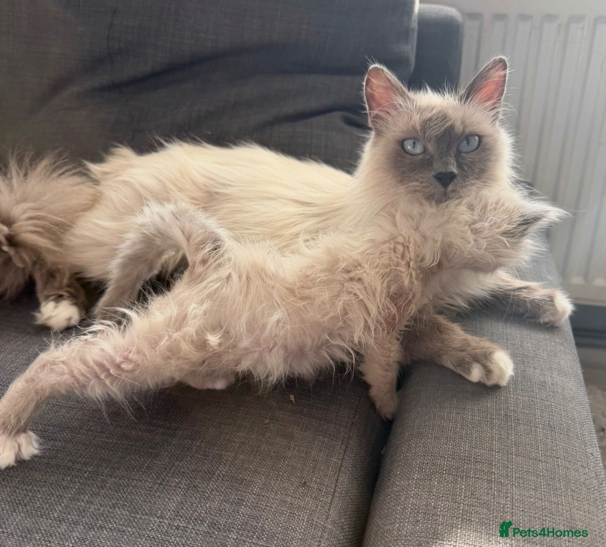 Birman cats Beautiful Female Birman Kitten – 9 Weeks  - Advert 15