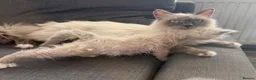 Birman cats for sale: Beautiful Female Birman Kitten – 9 Weeks  - Advert 1