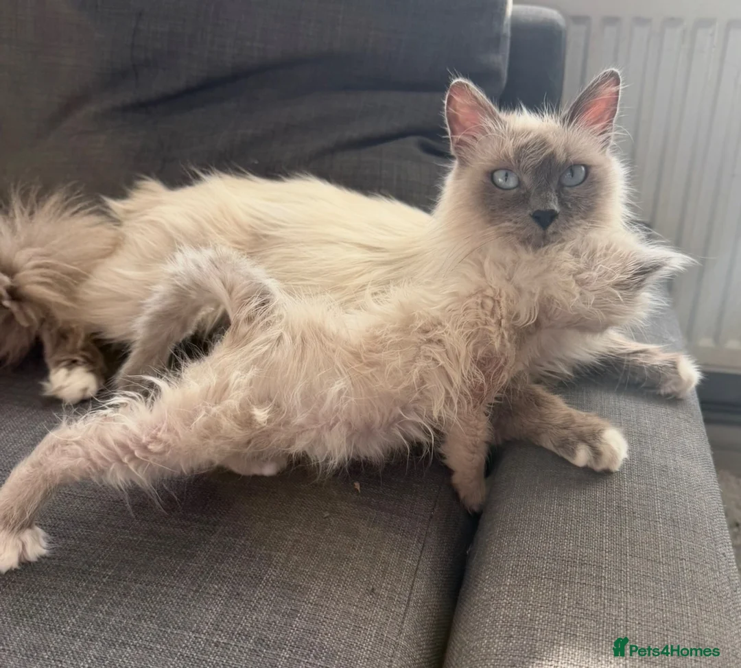 Birman cats for sale: Beautiful Female Birman Kitten – 9 Weeks  - Advert 1