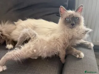 Birman cats Beautiful Female Birman Kitten – 9 Weeks - Advert 2