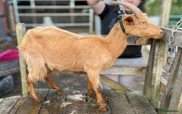 Goats livestock for sale: Royal Golden Guernsey adults, kids + yearlings - Image 8