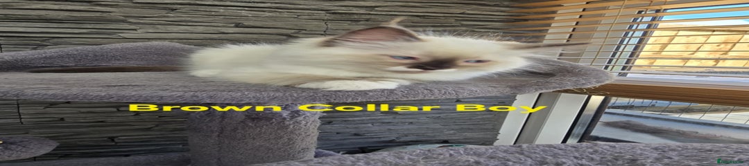 Ragdoll Kitten 2