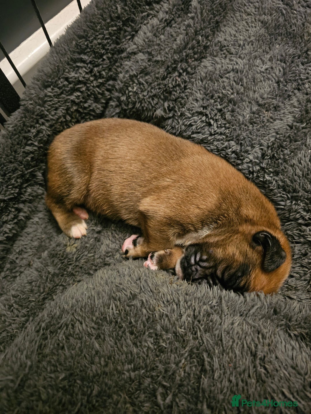 Boxer dogs for sale: Boxer babies - Advert 16