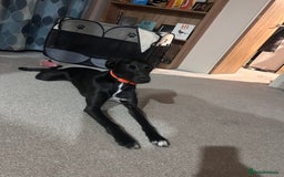 Lurcher dogs for stud: Whippet grey x beddy whippet grey - Image 12