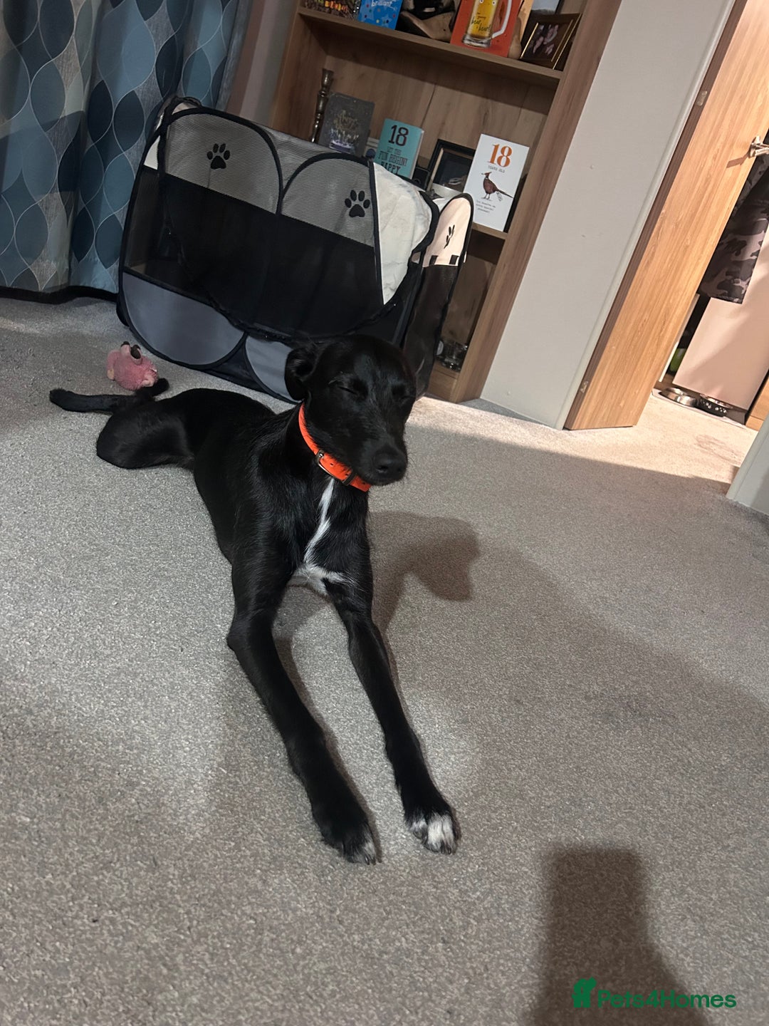 Lurcher dogs for stud: Whippet grey x beddy whippet grey - Image 12