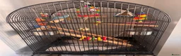Budgerigars birds for sale: Parrots looking for home  - Advert 3