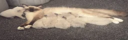Ragdoll cats for sale: Adorable Beautiful Seal Mitted Ragdoll Kittens  - Advert 34