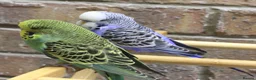 Budgerigars birds for sale: Budgies  in Sleaford - Advert 8
