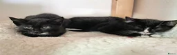 Mixed Breed cats for adoption: LEAH AND LEA - Advert 2