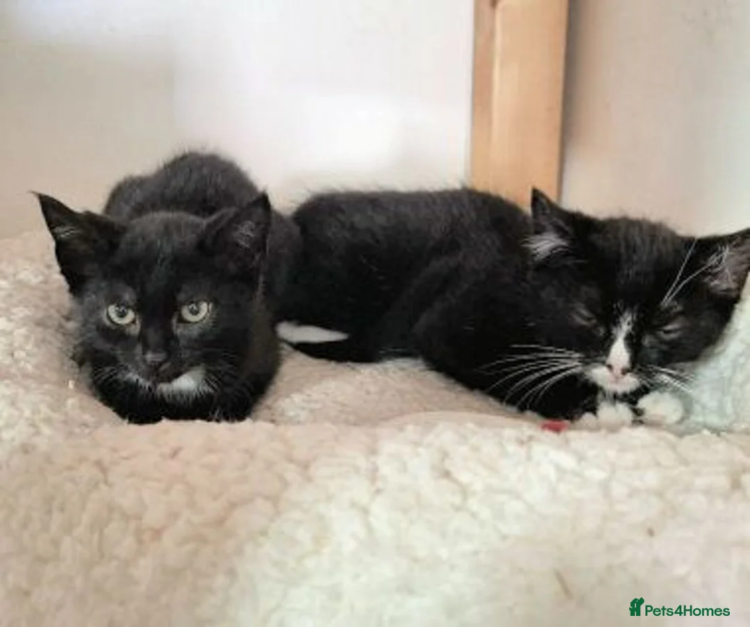 Mixed Breed cats for adoption: LEAH AND LEA - Advert 2