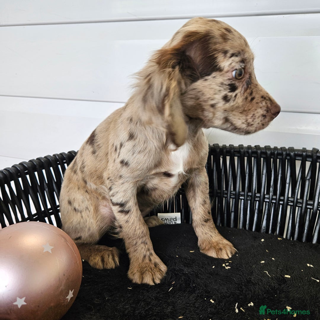 Cocker Spaniel dogs for sale: Working type rare marking cocker spaniels - Advert 28