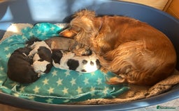 Cocker Spaniel dogs for sale: Stunning Petite Dark Blue Roan Boy Remaining - Image 15