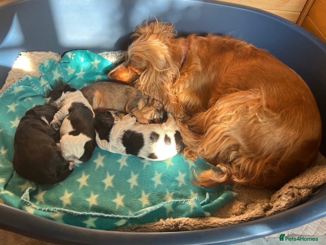 Cocker Spaniel dogs for sale: Stunning Petite Dark Blue Roan Boy Remaining - Image 15