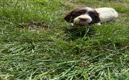 English Springer Spaniel dogs for sale: SIRED by IR FTCH Broomfield Abel of Sliabh - Image 10
