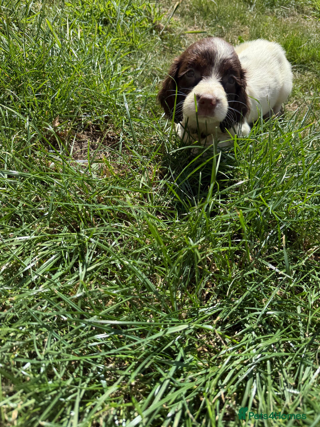 English Springer Spaniel dogs for sale: SIRED by IR FTCH Broomfield Abel of Sliabh - Image 10