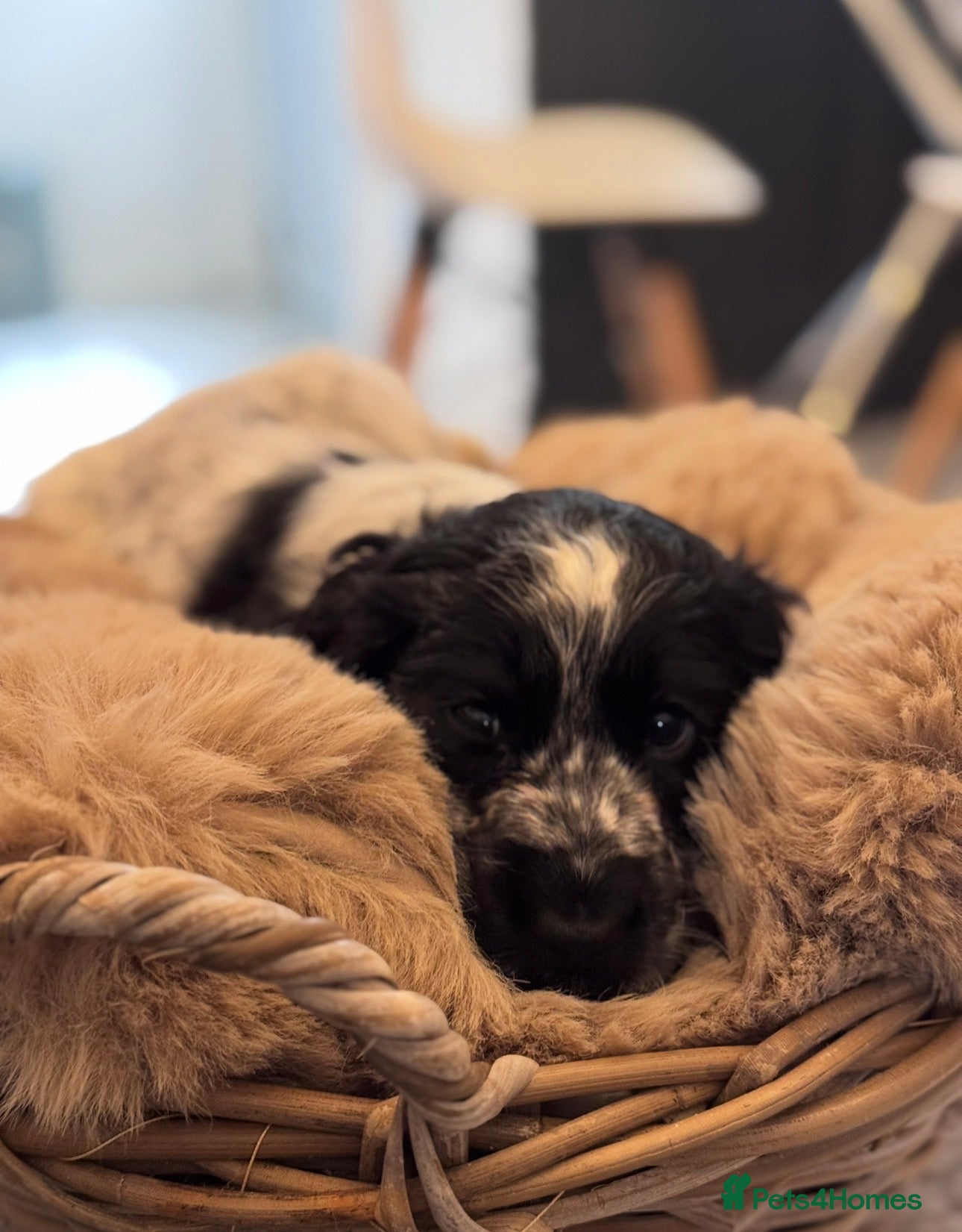 Cocker Spaniel dogs Blue roan cocker spaniel puppies  - Advert 2