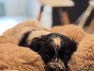 Cocker Spaniel dogs Blue roan show cocker spaniel puppies - Advert 2