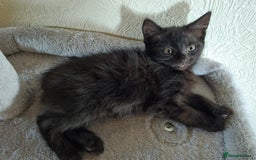 Domestic Shorthair cats for sale: 6 kittens ready for sale, 2 months old - Image 17