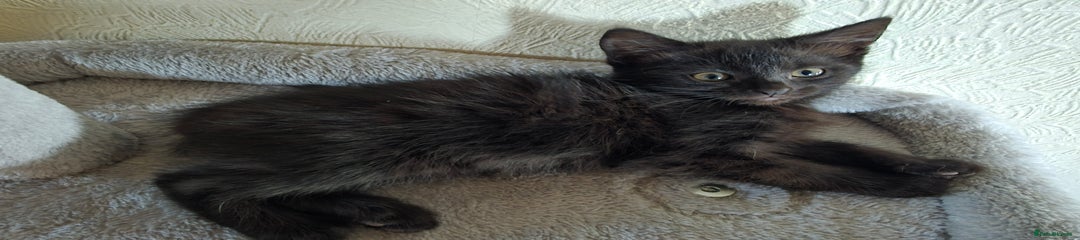 Domestic Shorthair Kitten 5