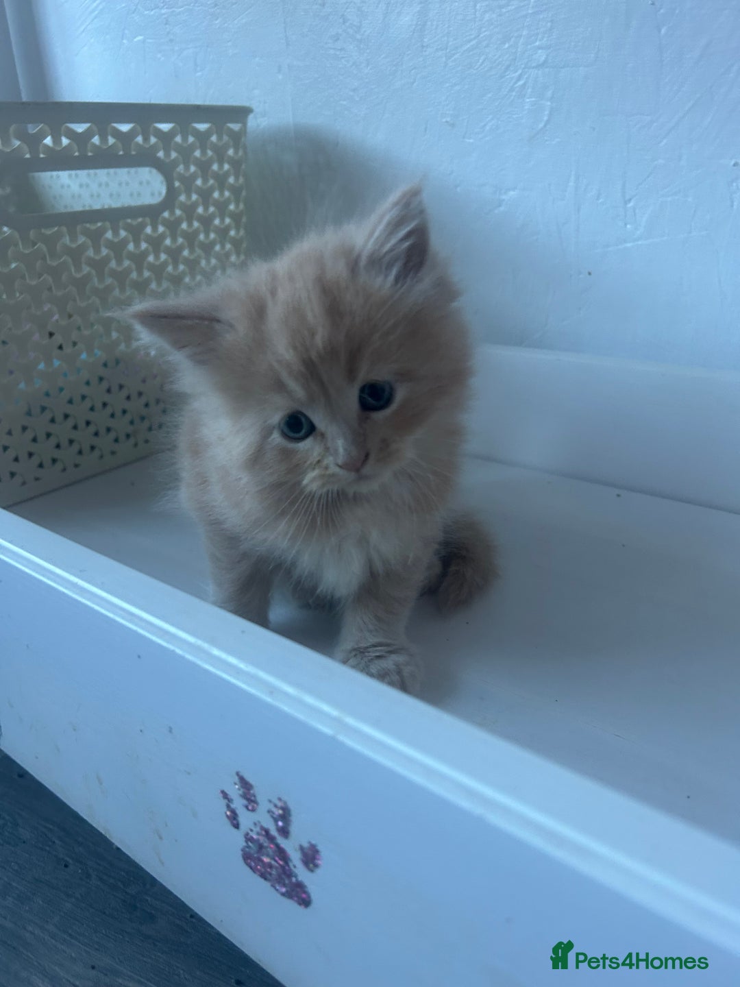 Maine Coon cats for sale: Mainecoon kittens  - Advert 17