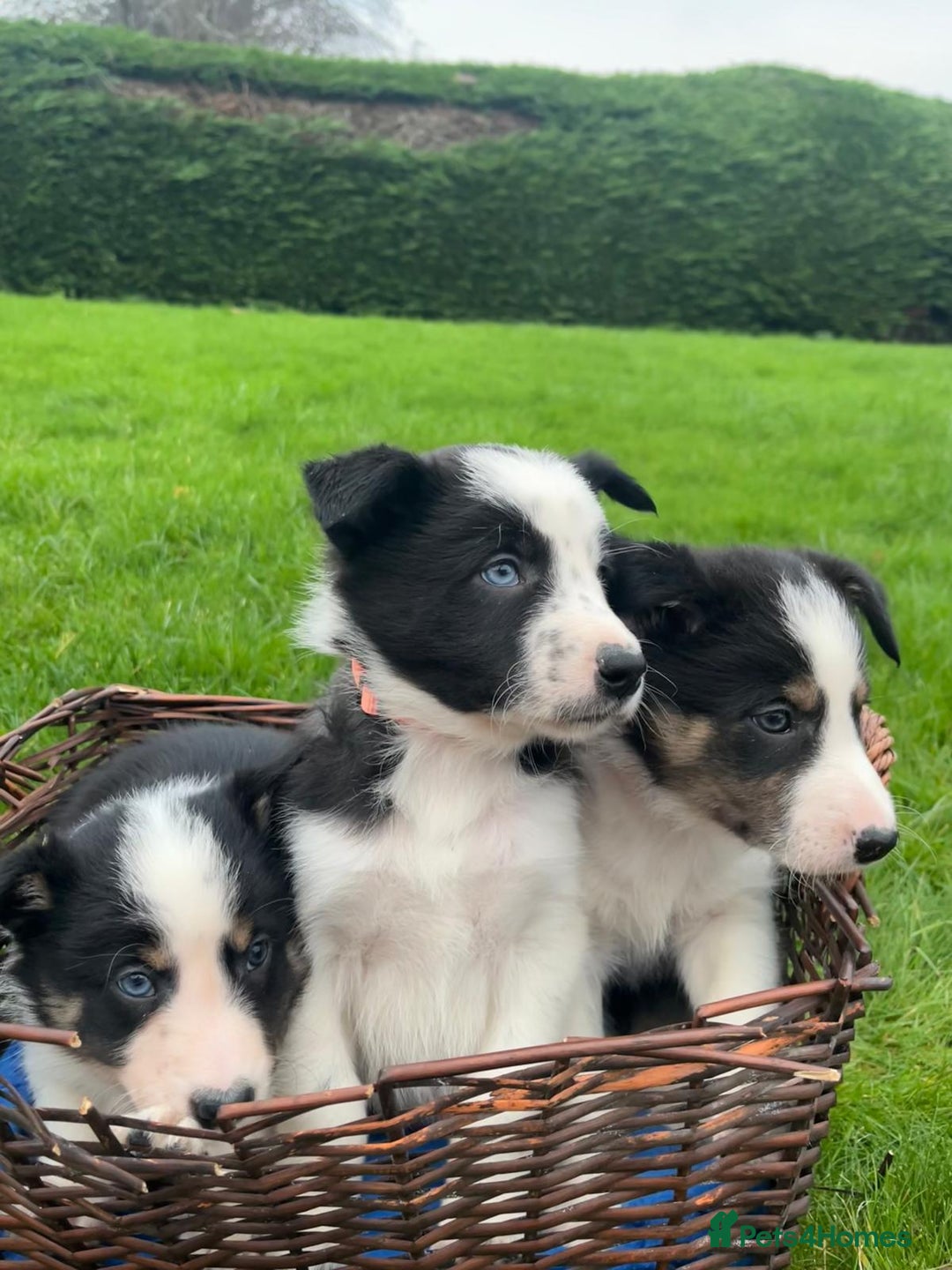 Border Collie dogs for sale: Adorable ISDS Border Collie Puppies - Advert 2