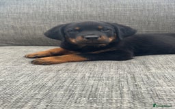 Rottweiler dogs for sale: Rottweiler puppy’s  - Image 9