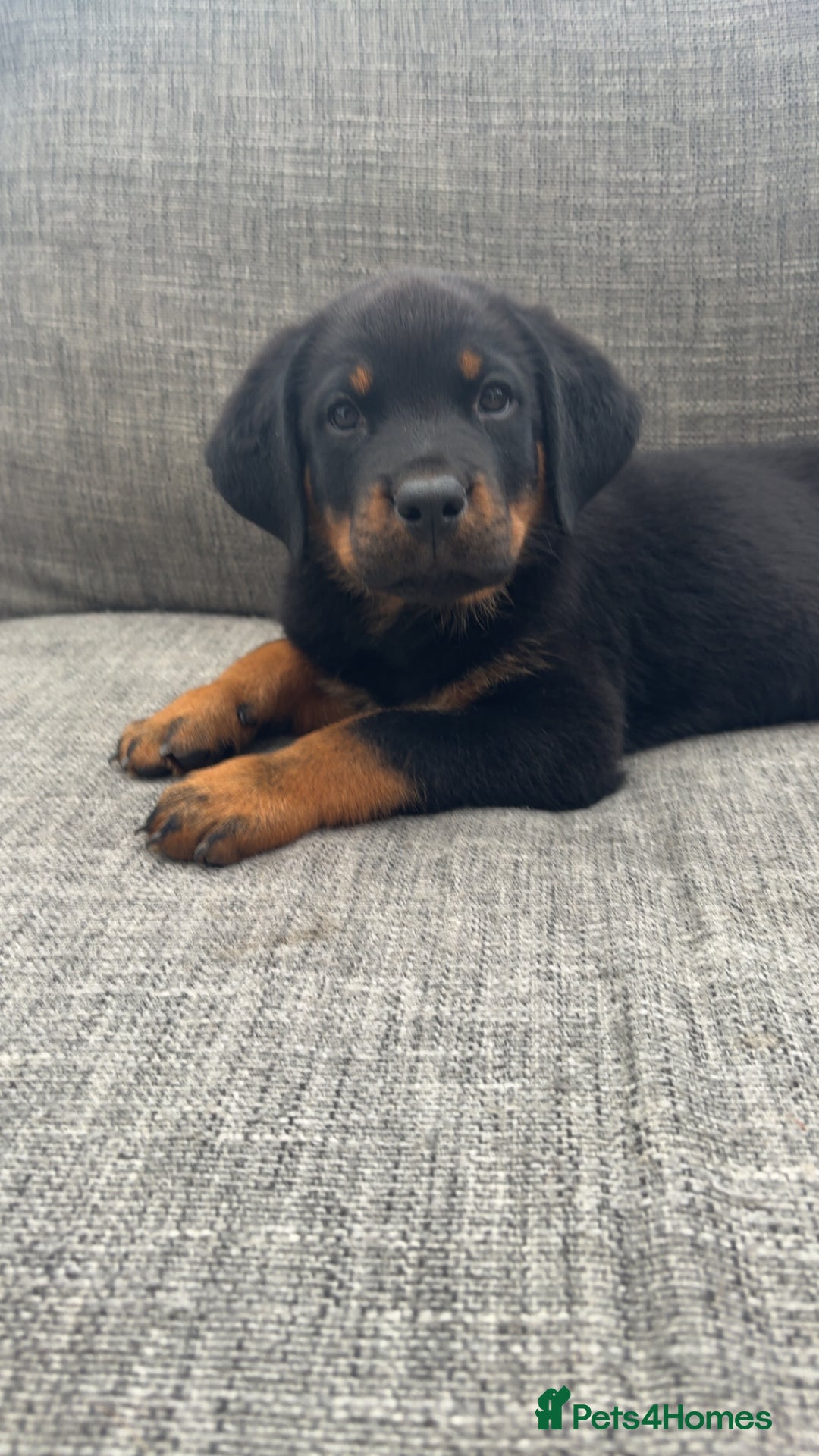 Rottweiler dogs for sale: Rottweiler puppy’s  - Image 9
