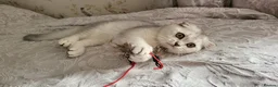 British Shorthair cats for sale: Lovely kittens  - Advert 14