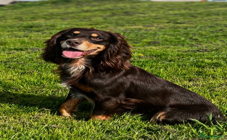 Cocker Spaniel dogs - Advert 14