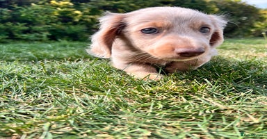 Miniature Dachshund dogs - Advert 3