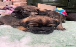 Border Terrier dogs for sale: KC Reg baby border 12 weeks FULLY Vaccinated - Image 10