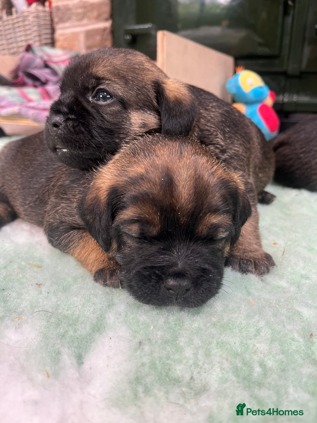 Border Terrier dogs for sale: KC Reg baby border 12 weeks FULLY Vaccinated - Image 10