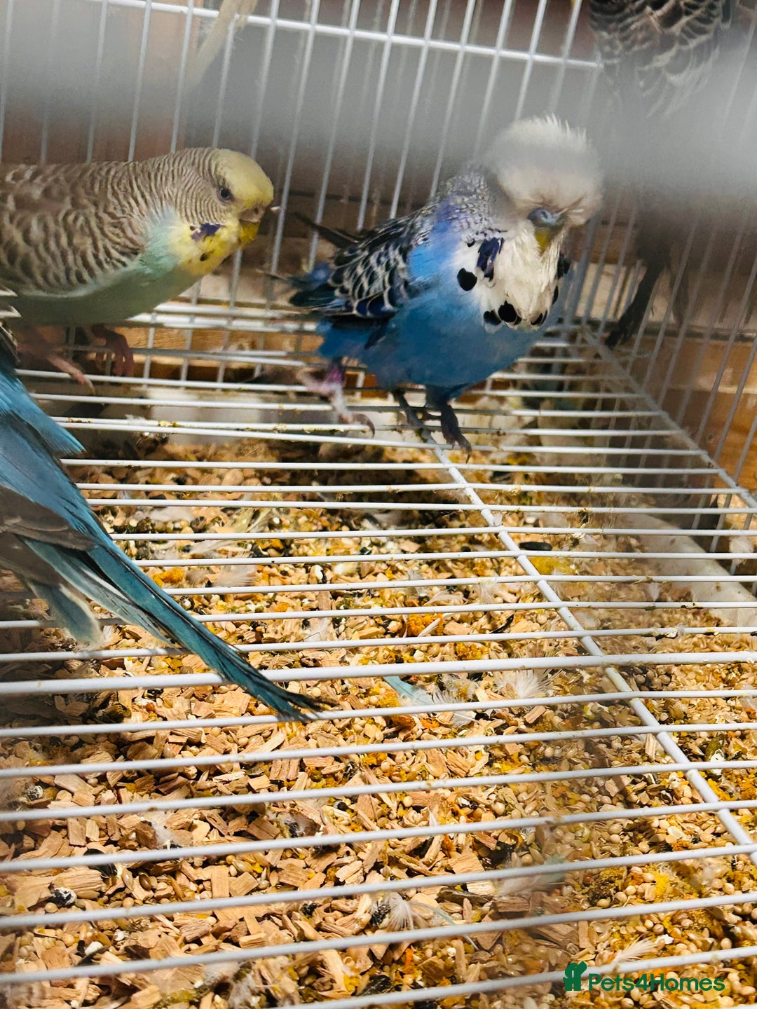 Budgerigars birds for sale: Various colour/ages budgies for sale  - Advert 9