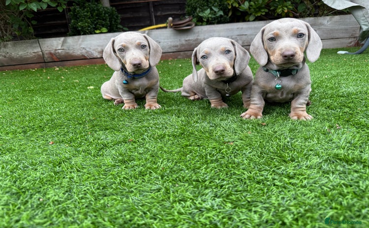 Miniature Dachshund dogs - Advert 3
