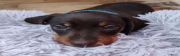 Miniature Dachshund dogs for sale: Beautiful home-reared Miniature Dachshund Puppies - Advert 9