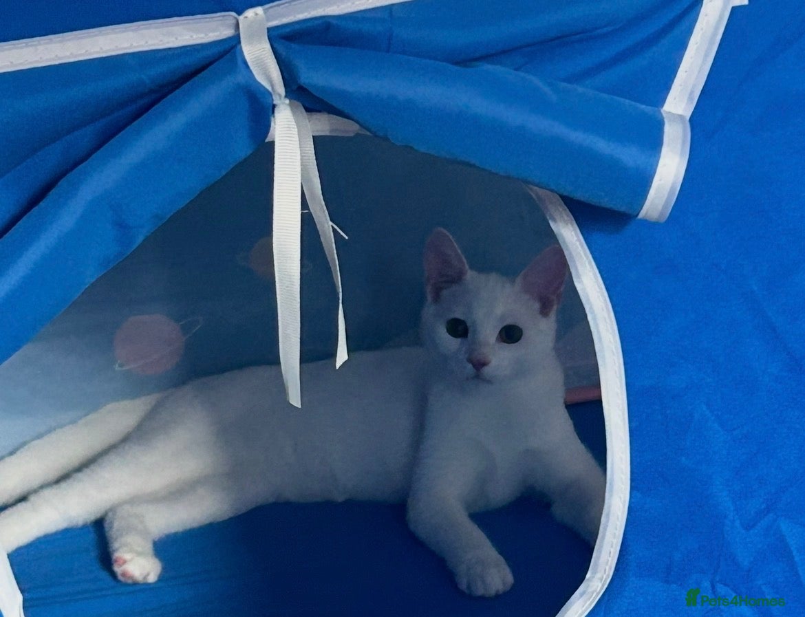 Mixed Breed cats PURE WHITE NEUTERED KITTEN. 🤍 - Advert 2