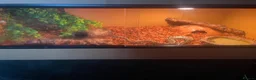 Python Snake reptiles for sale: Ball python and enclosure  in Birmingham - Advert 3