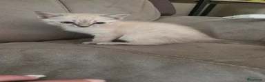 Ragdoll 3