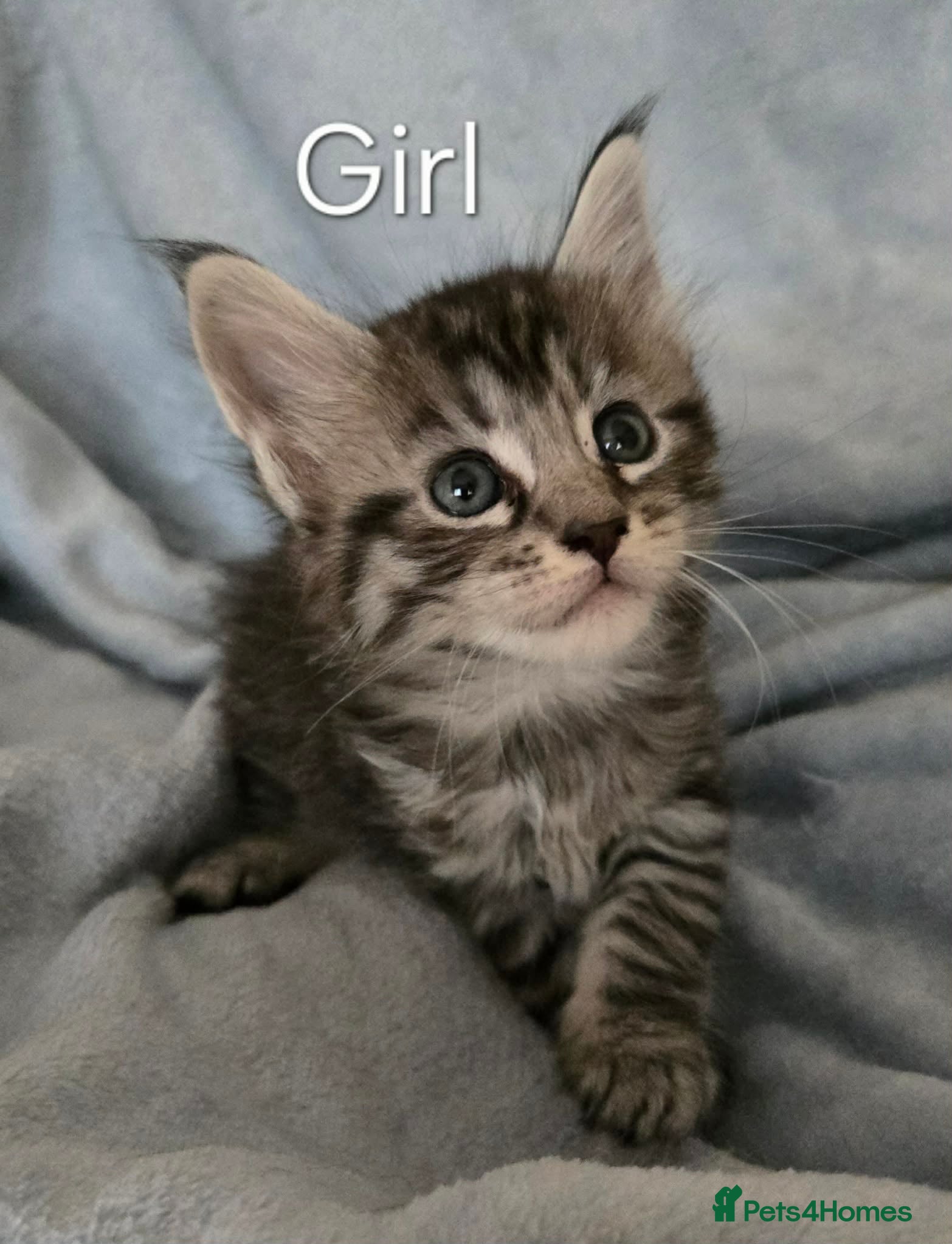 Maine Coon cats 4 Maine Coons girls. - Advert 1