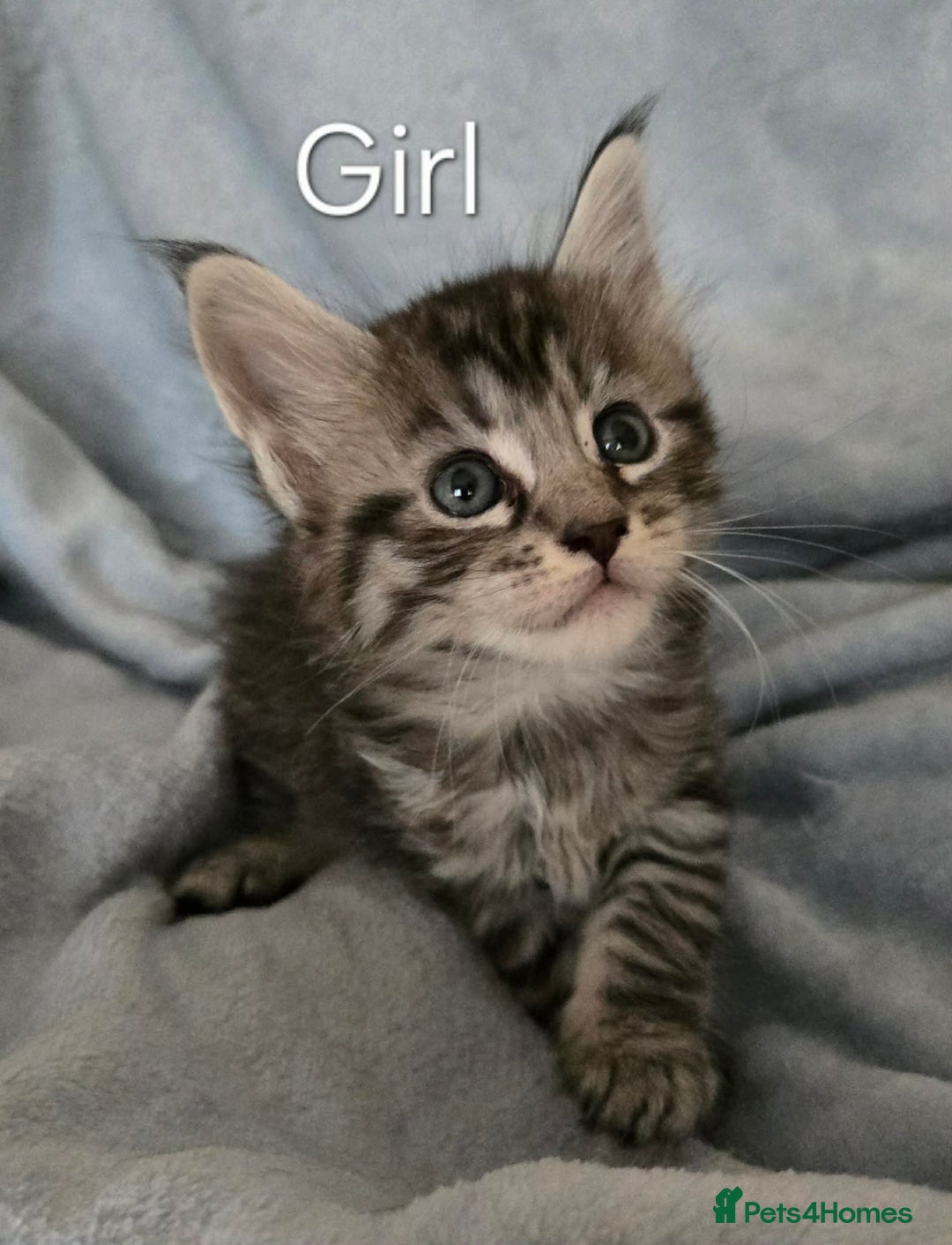 Maine Coon cats for sale: 4 Maine Coons girls. - Advert 1