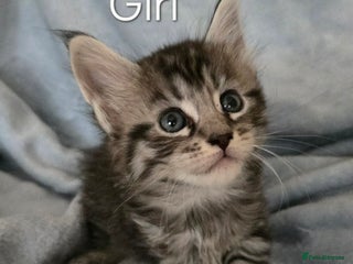 Maine Coon cats 4 Maine Coons girls. - Advert 1