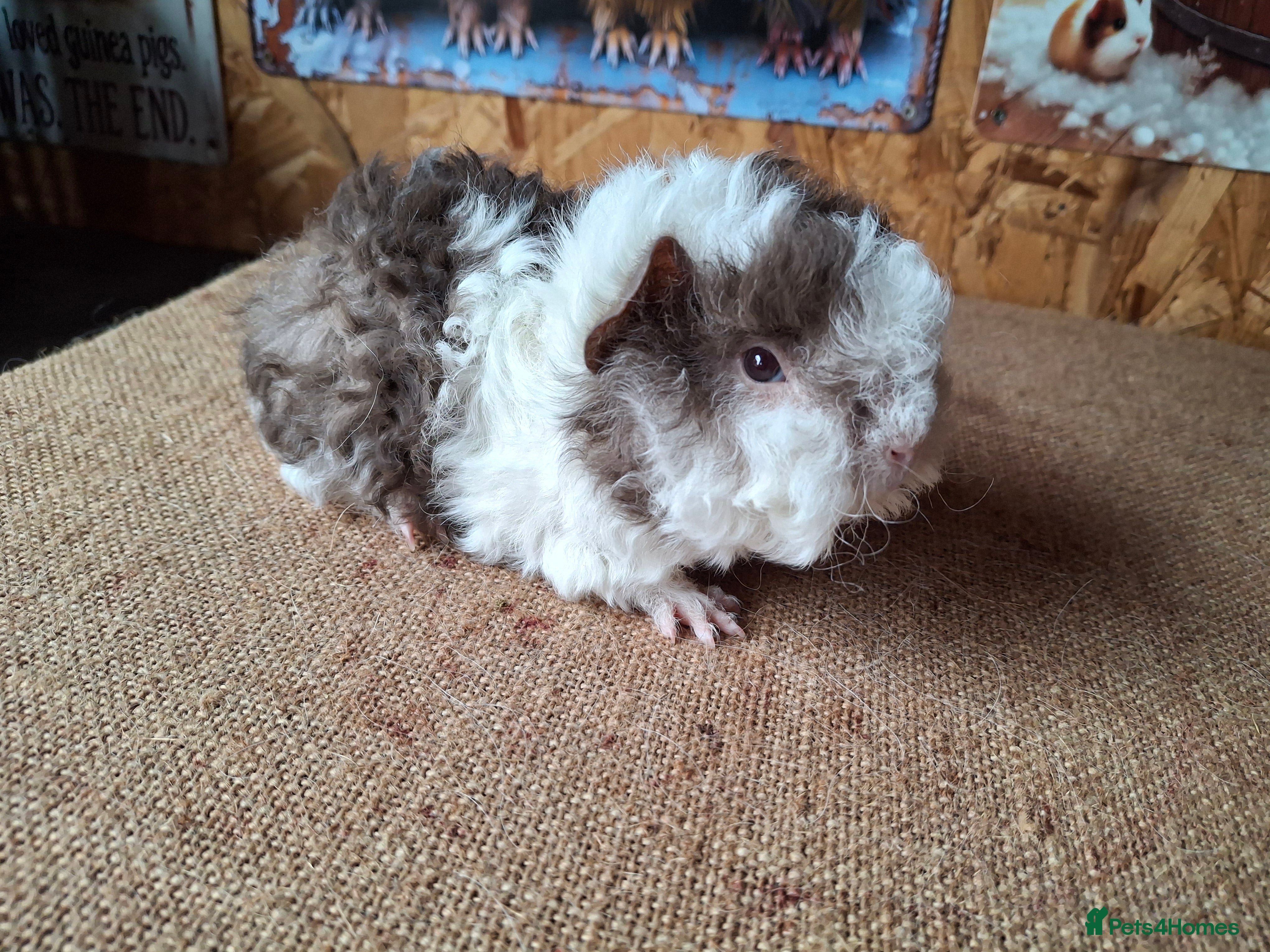 Guinea Pig rodents Lunkarya - Advert 5