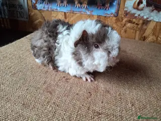 Guinea Pig rodents Lunkarya - Advert 5