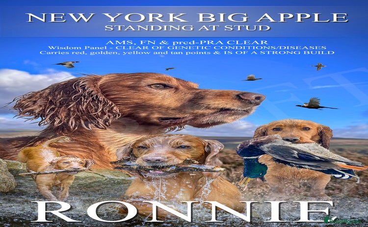Cocker Spaniel dogs - Advert 1