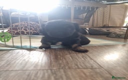 Shih Tzu dogs for sale: Shihtzu pupies. - Image 1