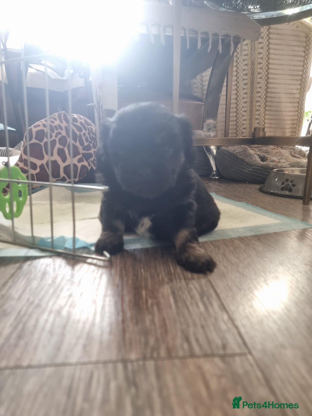 Shih Tzu dogs for sale: Shihtzu pupies. - Image 1
