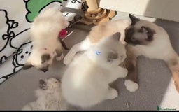 Ragdoll cats for sale: 7 Cute Ragdollyanna kittens  - Image 13