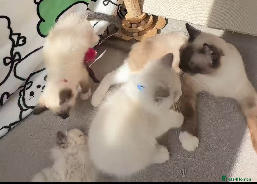 Ragdoll cats for sale: 7 Cute Ragdollyanna kittens  - Image 13