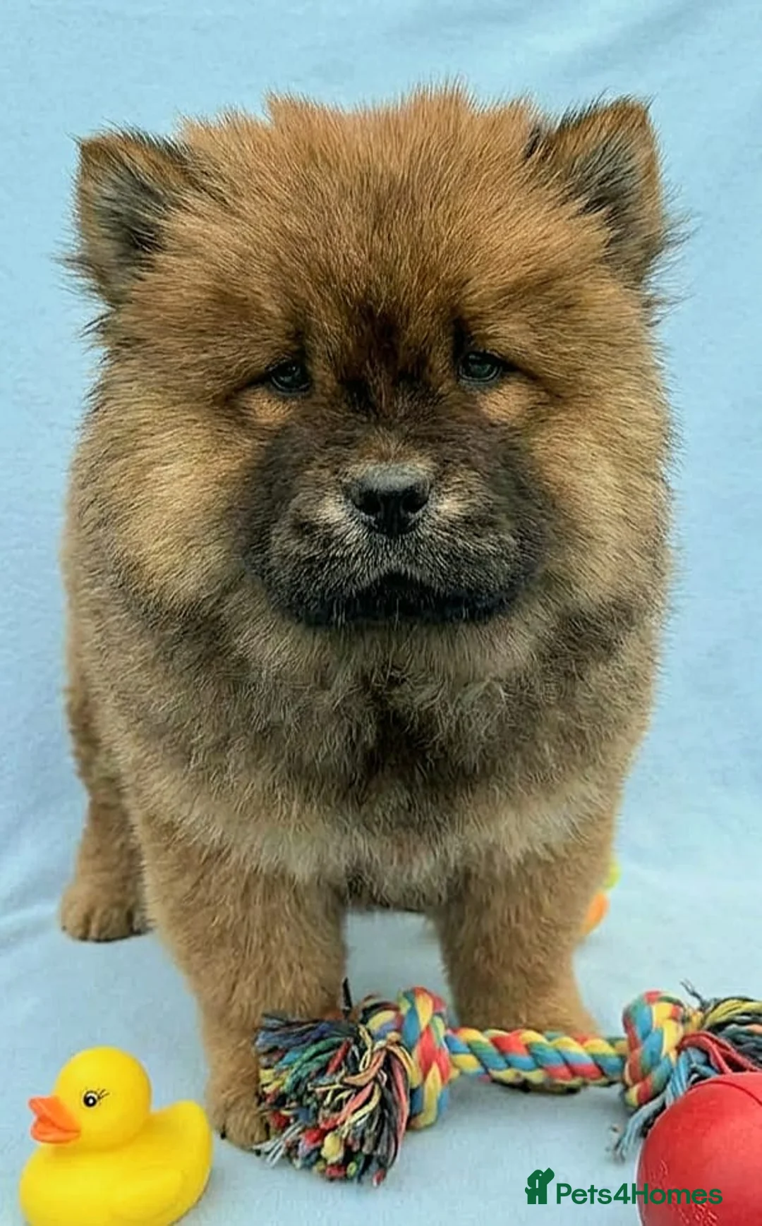 Chow Chow dogs for sale: RKC reg Chow chow puppies  - Advert 8