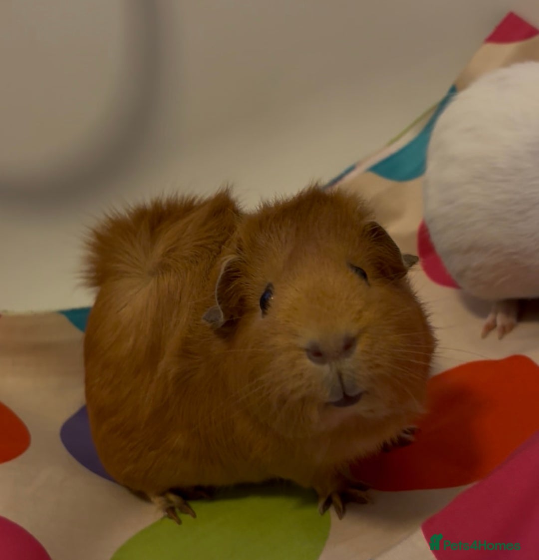 Guinea Pig rodents for sale: 2 x Lovely Girls ( 1 year old) - Image 2